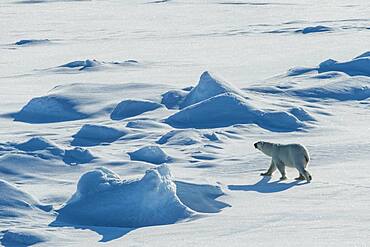 Polar bear (Ursus maritimus) in the high arctic near the North Pole