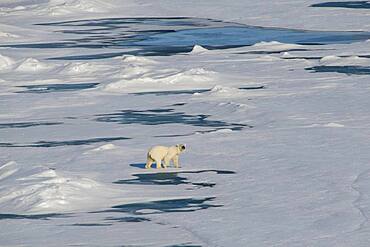 Polar bear (Ursus maritimus) in the high arctic near the North Pole