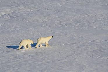 Polar bear (Ursus maritimus) cubs in the high arctic near the North Pole