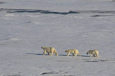 Mother Polar bear (Ursus maritimus) with their cubs in the high arctic near the North Pole