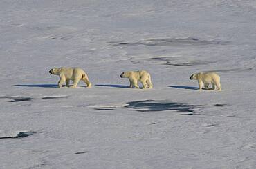 Mother Polar bear (Ursus maritimus) with their cubs in the high arctic near the North Pole