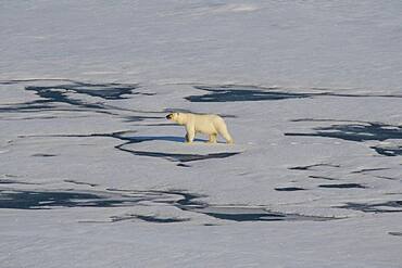 Polar bear (Ursus maritimus) in the high arctic near the North Pole