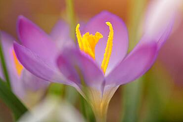 Crocus Spring crocus (Crocus vernus), Goettingen, Lower Saxony, Germany, Europe