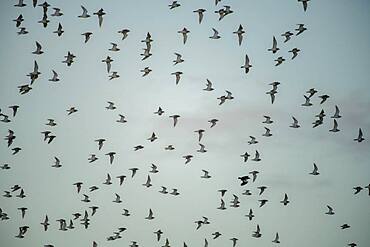 Flock of birds, near Esberg, Denmark, Europe