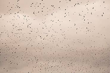 Flock of birds, Near Esbjerg, Denmark, Europe