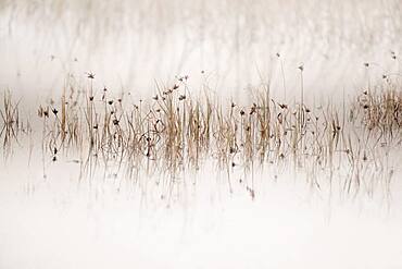 Grasses True grass (Gramineae), near Esbjerg, Denmark, Europe