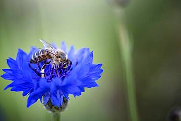 Cornflower (Centaurea cyanus), Altona, Hamburg, Germany, Europe