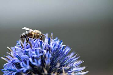 Honey bee (Apis mellifera), Altona, Hamburg, Germany, Europe