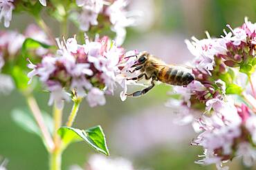 Honey bee (Apis mellifera), Altona, Hamburg, Germany, Europe