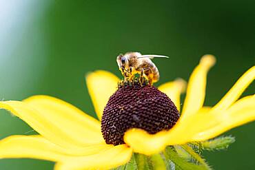 Honey bee (Apis mellifera) on yellow (Echinacea paradoxa) coneflower, Altona, Hamburg, Germany, Europe