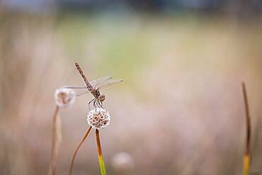 Odonate (Odonata), Moessensee, Mecklenburg-Vorpommern, Germany, Europe