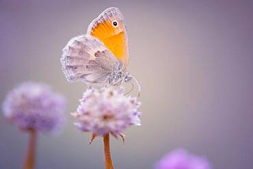 Butterfly (Lepidoptera), Moessensee, Mecklenburg-Vorpommern, Germany, Europe