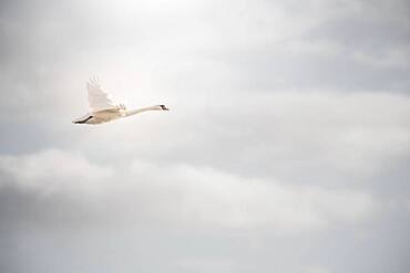 Mute swan (Cygnus olor), Near Esbjerg, Denmark, Europe