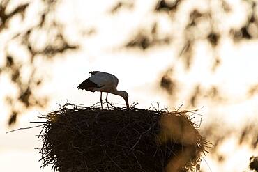 Stork (Ciconiidae) turning eggs, Prignitz, Brandenburg, Germany, Europe