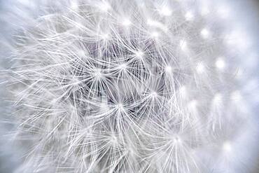 Dandelion (Taraxacum), Altona, Hamburg, Germany, Europe