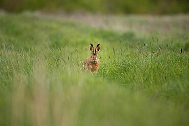 European hare (Lepus europaeus), Prignitz, Brandenburg, Germany, Europe