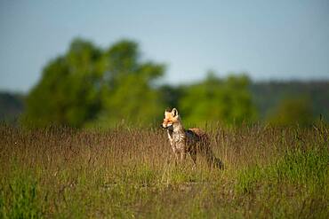 Red fox (Vulpes vulpes), Prignitz, Brandenburg, Germany, Europe