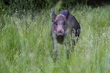 Boar in a clearing in summer, Wittlich, Rhineland-Palatinate, Germany, Europe