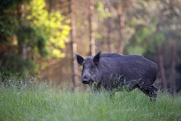 Boar in a clearing in summer, Wittlich, Rhineland-Palatinate, Germany, Europe