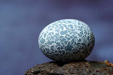 Egg of the Guira Cuckoo (Guira guira), Guira Cuckoo