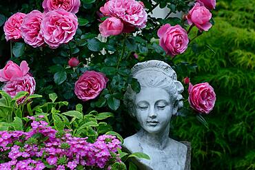 Female bust with roses, variety 'Leonardo da Vinci', Germany, Europe