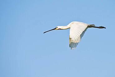 Spoonbill (Platalea leucorodia), flying, Langeoog, Lower Saxony, Germany, Europe