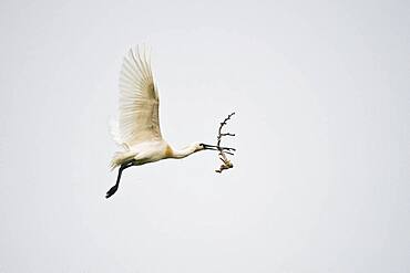 Spoonbill (Platalea leucorodia), flying with nesting material, Langeoog, Lower Saxony, Germany, Europe