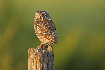 Little owl (Athene noctua), Emsland, Lower Saxony, Germany, Europe