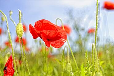 Poppy flower (Papaver rhoeas), corn poppy, poppy field Germany