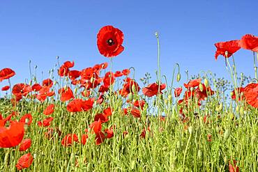 Poppy flower (Papaver rhoeas), corn poppy, poppy field Germany