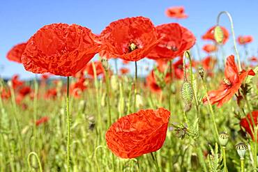 Poppy flower (Papaver rhoeas), corn poppy, poppy field Germany