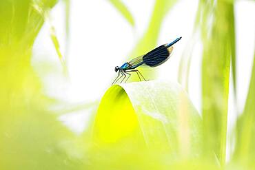 Banded demoiselle (calopteryx splendens), male, on reed stalk, Hesse, Germany, Europe