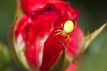 Cucumber green spider (Araniella cucurbitina) on rose blossom, Hesse, Germany, Europe