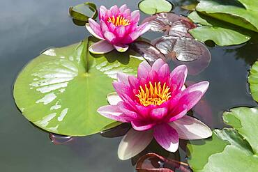 Pink Water lily (Nymphaea), Baden-Wuerttemberg, Germany, Europe