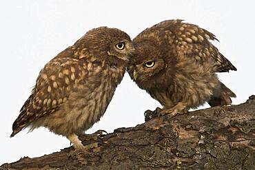 Two young Little owls (Athene noctua), Emsland, Lower Saxony, Germany, Europe