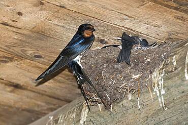 Barn swallow (Hirundo rustica), at the nest, Emsland, Lower Saxony, Germany, Europe