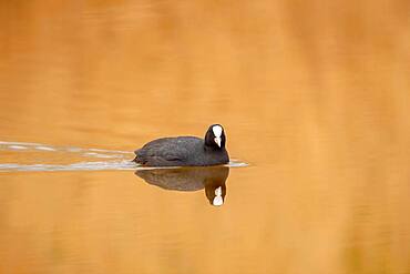 A coot common coot (Fulica atra) reflected on the water surface in the early morning, North Rhine-Westphalia, Germany, Europe