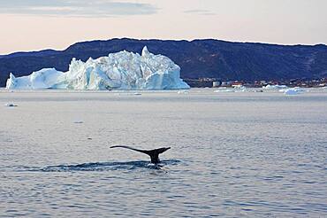 Humpback whale diving, icebergs in background, Disko Bay, Ilullissat, Greenland, Denmark, North America