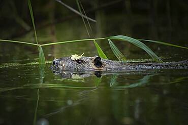 Nutria (Myocastor coypus) with leaves on its head, Prignitz, Brandenburg, Germany, Europe