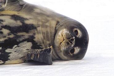 Weddell Seal (Leptonychotes weddellii) resting on snow, Atka Bay, Weddell Sea, Antarctica