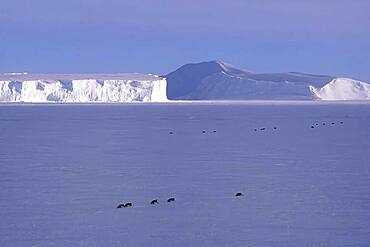 Emperor penguins crawling in front of icebergs at Riiser-Larsen Ice Shelf, Queen Maud Land Coast, Weddell Sea, Antarctica