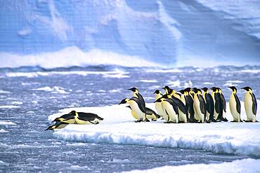 Emperor penguins (Aptenodytes forsteri) diving in the water near the German Neumayer Antarctic station, Atka Bay, Weddell Sea, Antarctica