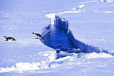 Emperor Penguin jumping out of the water, Riiser-Larsen Ice Shelf, Queen Maud Land Coast, Weddell Sea, Antarctica