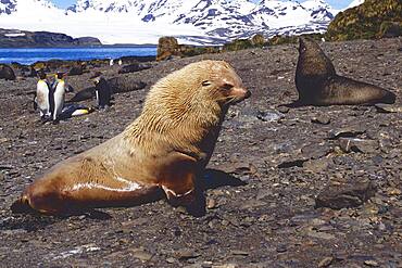 Blonde Antarctic Fur Seal (Arctocephalus gazelle), Prion Island, South Georgia