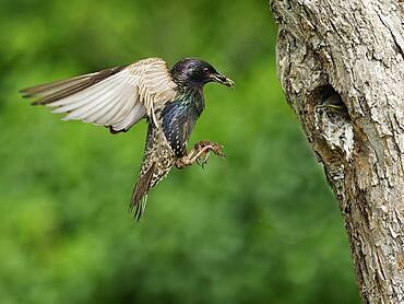 Common starling (Sturnus vulgaris) flies to breeding cavity, North Rhine-Westphalia, Germany, Europe