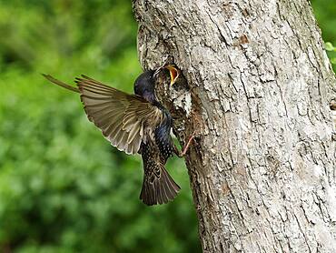 Common starling (Sturnus vulgaris) feeding young bird at breeding cavity, North Rhine-Westphalia, Germany, Europe