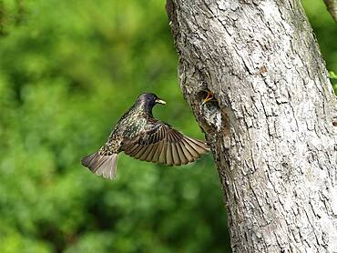 Common starling (Sturnus vulgaris) feeding young bird at breeding cavity, North Rhine-Westphalia, Germany, Europe