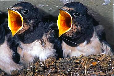 Barn swallow (Hirundo rustica) Young birds open their beaks, North Rhine-Westphalia, Germany, Europe