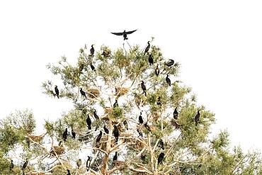 Cormorants (Phalacrocoracidae) sitting on tree, Lake Kerkini, Macedonia, Greece, Europe