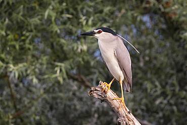 Black-crowned night heron (Nycticorax nycticorax) sitting on tree trunk, Lake Kerkini, Macedonia, Greece, Europe